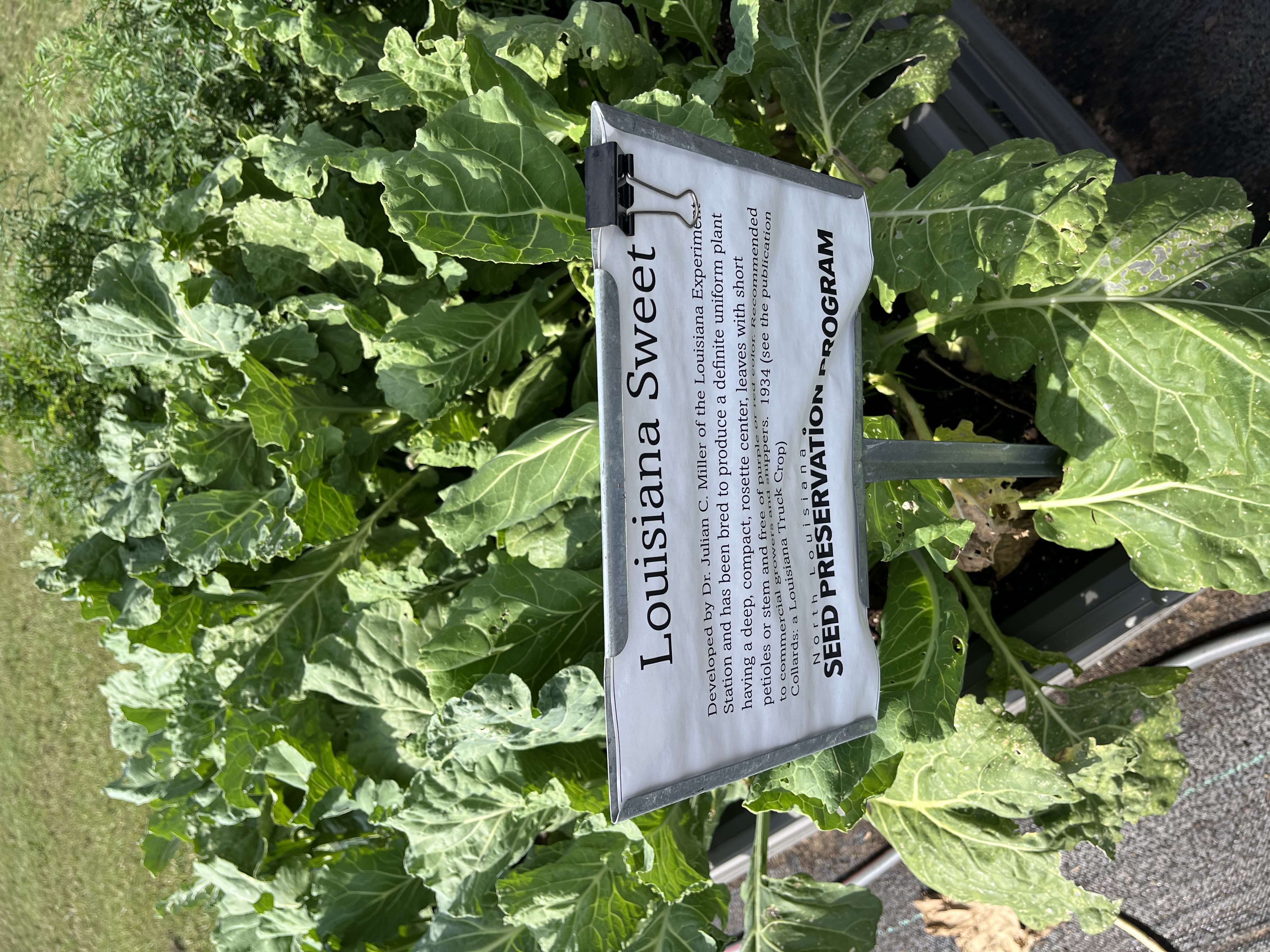 Louisiana sweet collards. 